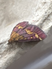 Pyrausta purpuralis