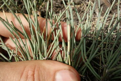 Ephedra monosperma