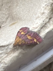 Pyrausta purpuralis
