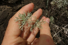 Artemisia rutifolia