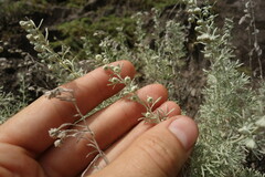 Artemisia rutifolia