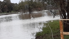 Pelecanus conspicillatus