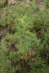 Artemisia gmelinii