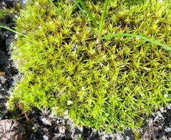 Pseudocrossidium crinitum