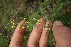 Artemisia gmelinii