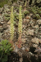 Orostachys spinosa