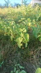 Aristolochia clematitis