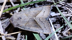 Mesogona oxalina
