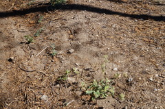 Phacelia imbricata