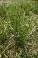 Iris lactea biglumis