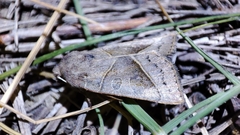 Mesogona oxalina