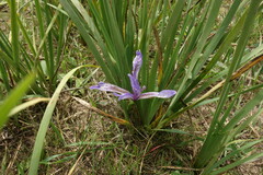 Iris lactea biglumis