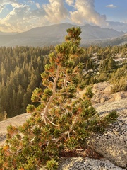 Pinus albicaulis