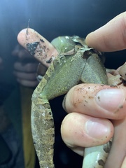 Leptodactylus bolivianus