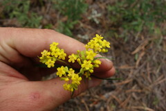 Patrinia rupestris