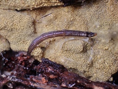 Keroplatidae