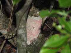 Herpothallon rubrocinctum