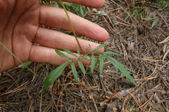Patrinia rupestris