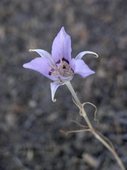 Calochortus macrocarpus