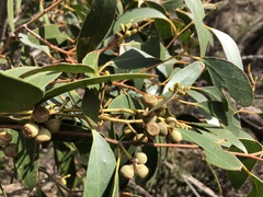 Eucalyptus arenacea
