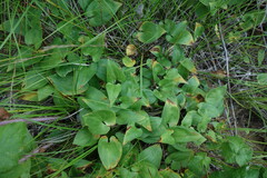 Maianthemum bifolium