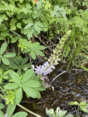 Lupinus latifolius