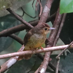 Tricholestes criniger