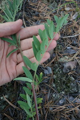 Astragalus laxmannii