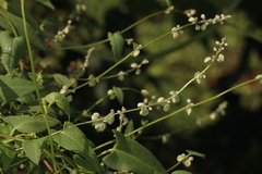 Fallopia convolvulus