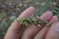 Astragalus laxmannii