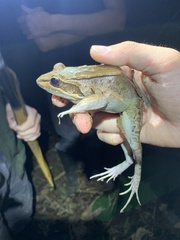 Leptodactylus bolivianus