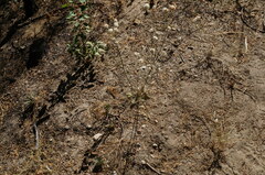 Eriogonum nudum