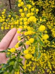 Acacia paradoxa