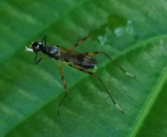 Micropezidae