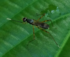 Micropezidae