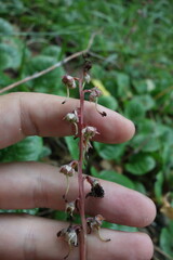 Pyrola
