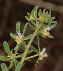 Reseda phyteuma