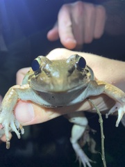 Leptodactylus bolivianus