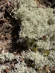Cladonia arbuscula