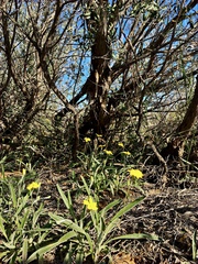 Goodenia willisiana