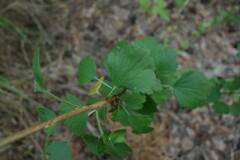 Ribes diacanthum