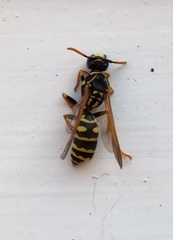 Polistes nimpha