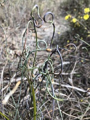 Lepidobolus drapetocoleus