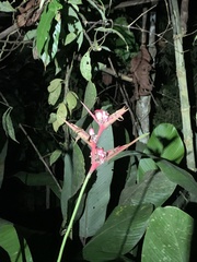 Heliconia