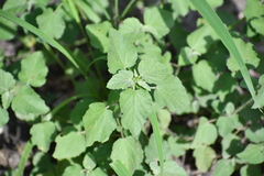 Malvastrum americanum