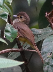Tricholestes criniger