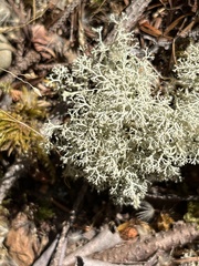 Cladonia arbuscula