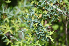 Berberis trifoliolata