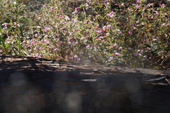 Diplacus torreyi