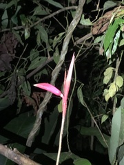 Heliconia